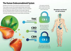 CBD2 receptors