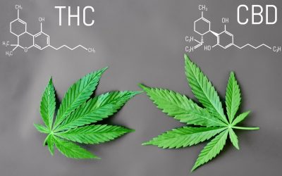 CBD, THC, marijuana, hemp explained