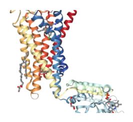 CBD1 receptors discovered