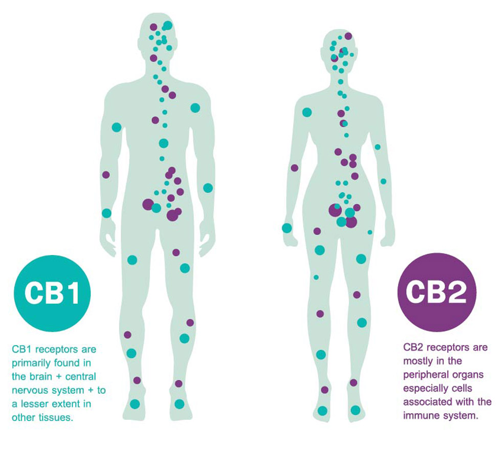 CB1 and CB2 receptors in the body