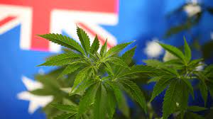 Medicinal cannabis being used by tens of thousands of Australians as access becomes easier